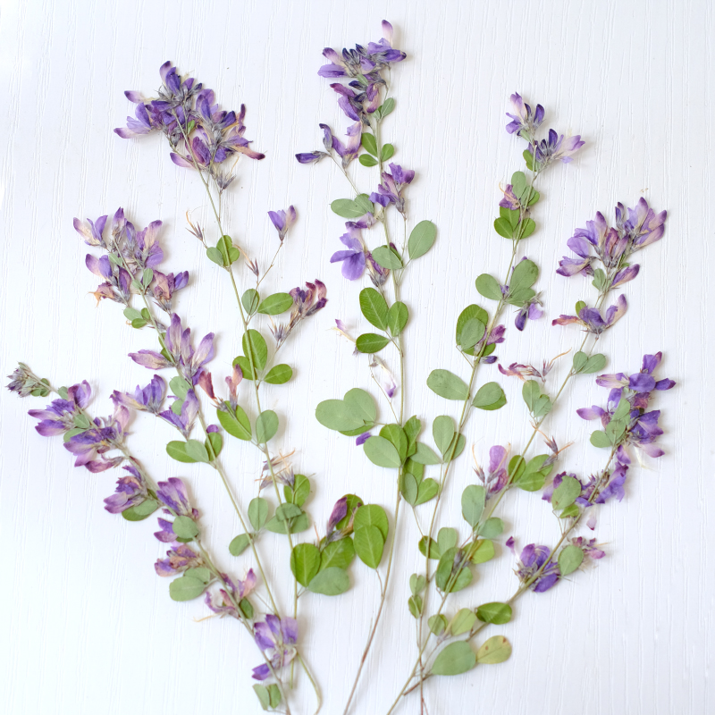 Photo Frame Baby - 6pcs,nature Lespedeza Formosa Dried Pressed Flowers,Plant