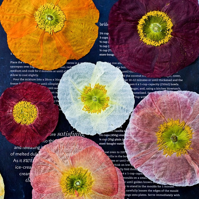Photo Frame Baby - 1pcs,Nature Field Poppy Pressed Dry Flowers
