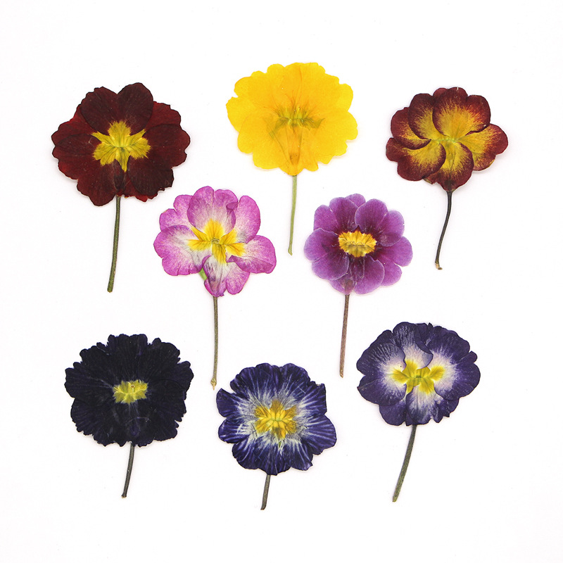 Photo Frame Baby - 48Pcs European Primrose Teaching Dried Flowers