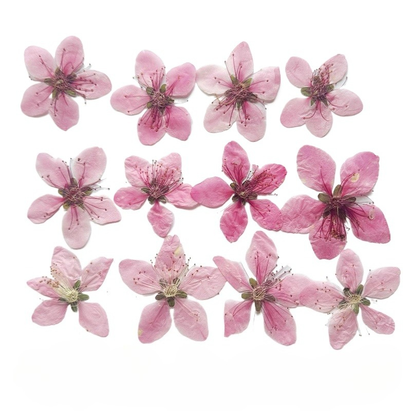 Photo Frame Baby - 12pcs,Nature Peach Blossom Pressed Dried Flower