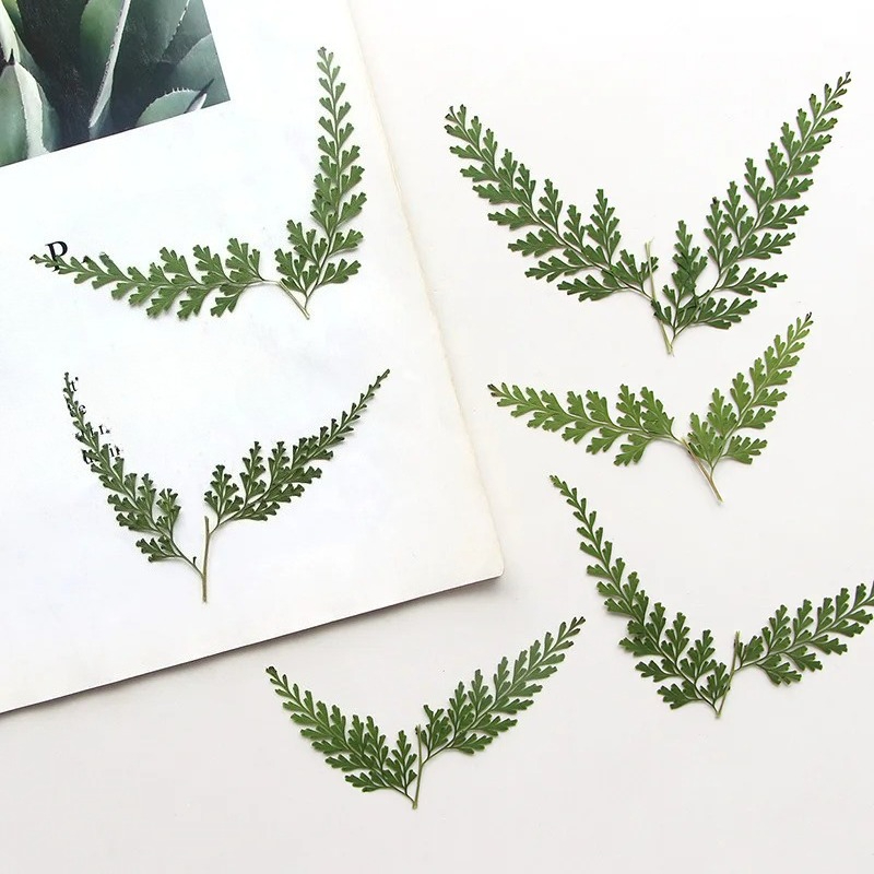 Photo Frame Baby - Nature Pressed Fern Branches,dry Flower DIY