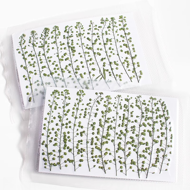 Natural Color Green Bell Grass - Photo Frame Baby ulasan dan harga