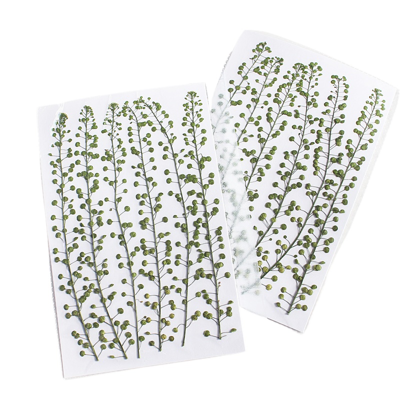Natural Color Green Bell Grass - Photo Frame Baby ulasan dan harga
