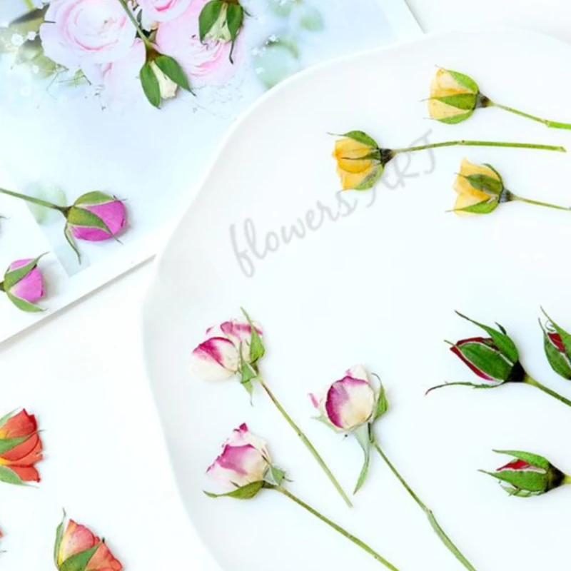 Pressed Rose Bud Flower Petals - Photo Frame Baby ulasan dan harga