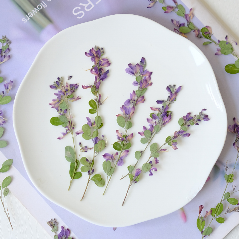 6pcs,nature Lespedeza Formosa  - Photo Frame Baby ulasan dan harga