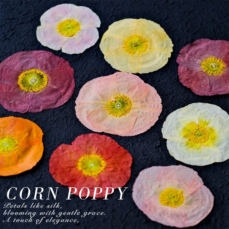 1pcs,Nature Field Poppy Presse - Photo Frame Baby ulasan dan harga