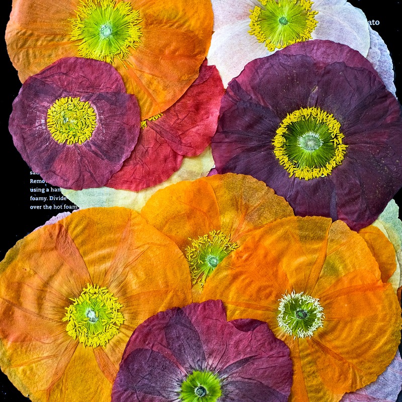1pcs,Nature Field Poppy Presse - Photo Frame Baby ulasan dan harga