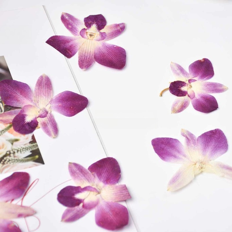 4pcs,Real Pressed Butterfly Or - Photo Frame Baby ulasan dan harga