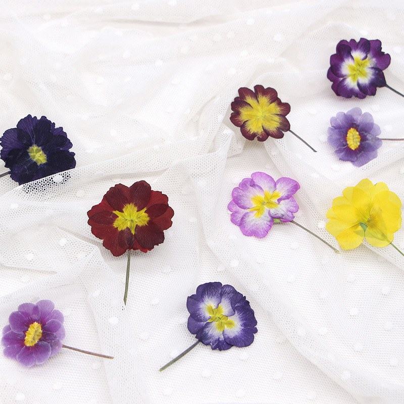 48Pcs European Primrose Teachi - Photo Frame Baby ulasan dan harga