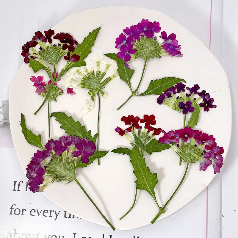12pcs/5-8cm, Natural Pressed C - Photo Frame Baby ulasan dan harga