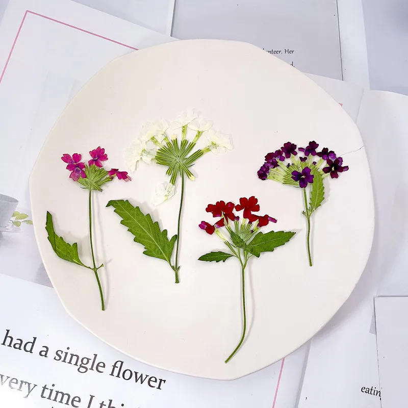 12pcs/5-8cm, Natural Pressed C - Photo Frame Baby ulasan dan harga