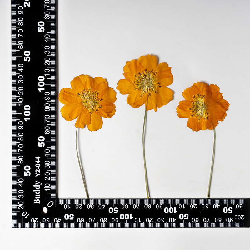 8-10cm/24pcs,Nature Pressed Co - Photo Frame Baby ulasan dan harga