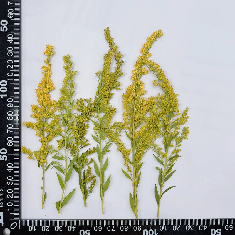 6-10cm/24pcs,natural pressed f - Photo Frame Baby ulasan dan harga