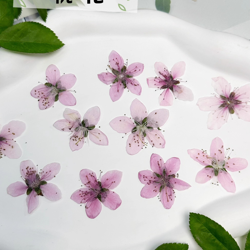 12pcs,Nature Peach Blossom Pre - Photo Frame Baby ulasan dan harga