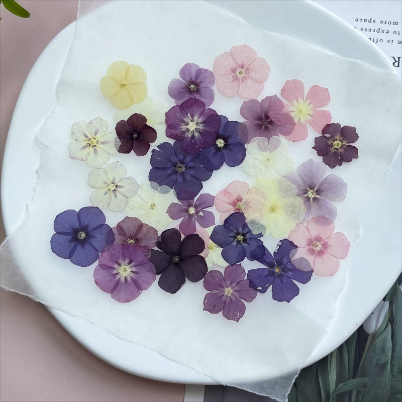 12pcs,Semi-Transparent Niche P - Photo Frame Baby ulasan dan harga
