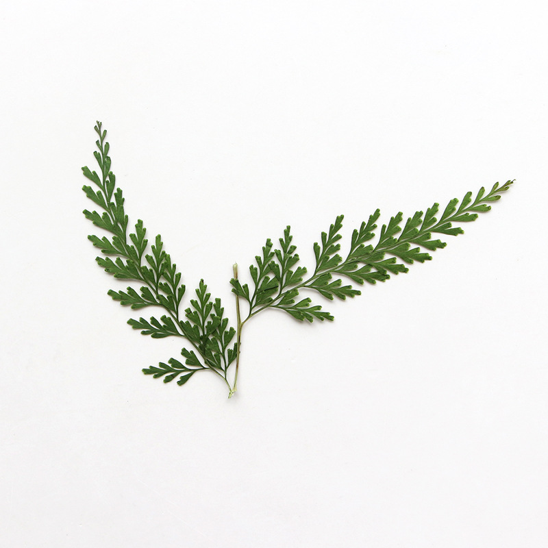 Nature Pressed Fern Branches,d - Photo Frame Baby ulasan dan harga