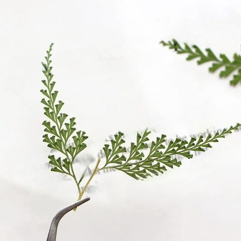 Nature Pressed Fern Branches,d - Photo Frame Baby ulasan dan harga